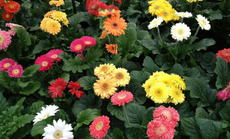 Gerbera: a flor vibrante que encanta em vasos e se torna um presente duradouro