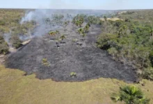 Goiás registra queda de 27% em áreas atingidas por incêndios florestais