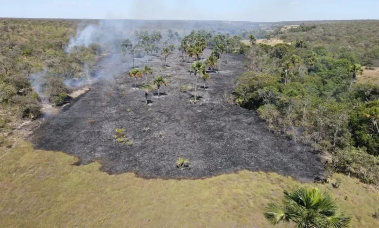 Goiás registra queda de 27% em áreas atingidas por incêndios florestais