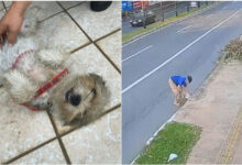 Homem é preso após jogar cachorra em bueiro no Jardim América em Goiânia