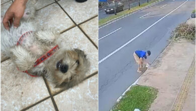 Homem é preso após jogar cachorra em bueiro no Jardim América em Goiânia