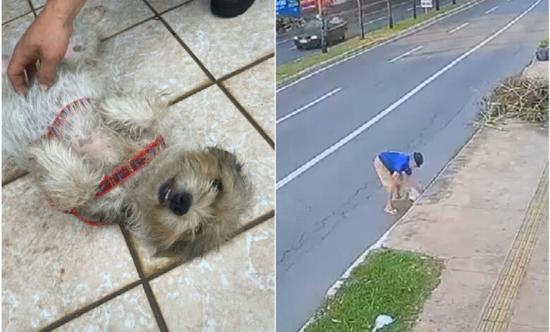 Homem é preso após jogar cachorra em bueiro no Jardim América em Goiânia