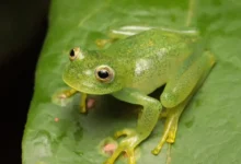 Nova espécie de rã-de-vidro descoberta no Cerrado goiano intriga cientistas