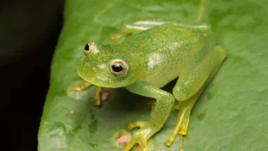 Nova espécie de rã-de-vidro descoberta no Cerrado goiano intriga cientistas