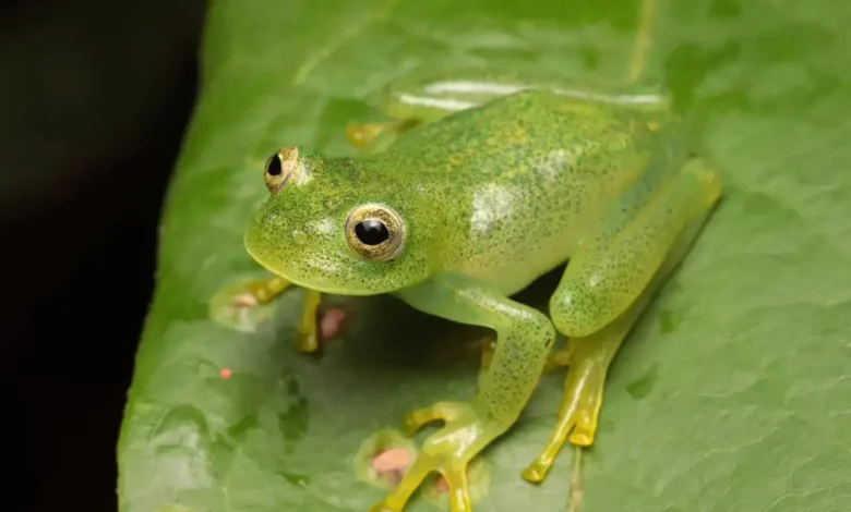 Nova espécie de rã-de-vidro descoberta no Cerrado goiano intriga cientistas