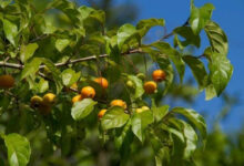 O retorno da fruta esquecida: um tesouro nutricional que reconquista os jardins brasileiros