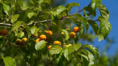 O retorno da fruta esquecida: um tesouro nutricional que reconquista os jardins brasileiros
