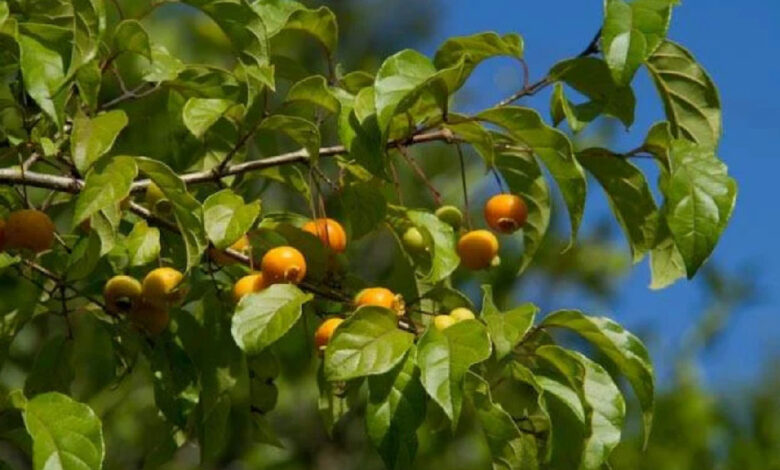 O retorno da fruta esquecida: um tesouro nutricional que reconquista os jardins brasileiros