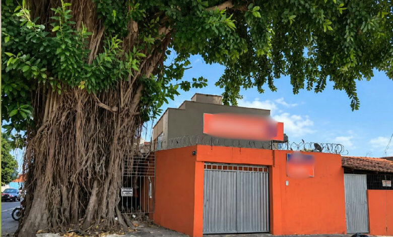 Operação especial remove gameleira que causava danos estruturais em residência de Goiânia