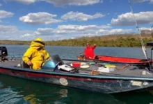 Pai e filho enfrentam centenas de ferroadas de abelhas e buscam refúgio em rio durante pescaria em Goiás