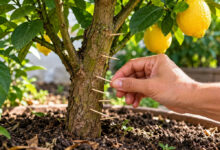 Palitos de dente no limoeiro: entenda o truque que promete mais frutos e seus riscos
