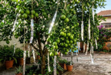 Papel-alumínio nos galhos: o truque caseiro para proteger árvores frutíferas de pássaros