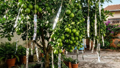 Papel-alumínio nos galhos: o truque caseiro para proteger árvores frutíferas de pássaros