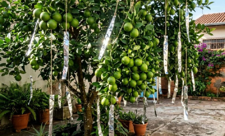 Papel-alumínio nos galhos: o truque caseiro para proteger árvores frutíferas de pássaros