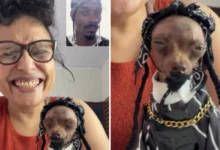 Pinscher goiano viraliza e ganha reconhecimento internacional após se vestir como Snoop Dogg