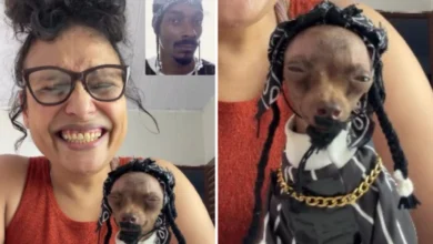 Pinscher goiano viraliza e ganha reconhecimento internacional após se vestir como Snoop Dogg