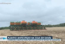 Plantio antecipado da soja em Goiás é autorizado por condições climáticas