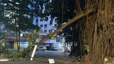 Queda de galho na Praça da Cirrose em Goiânia gera alerta e reforço na sinalização