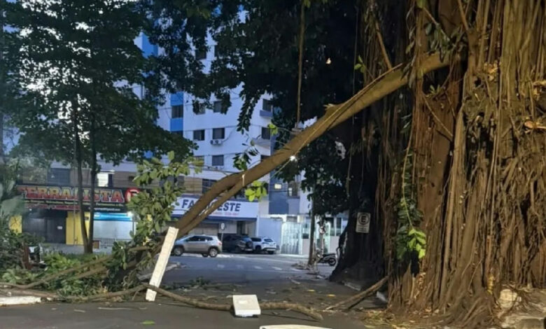 Queda de galho na Praça da Cirrose em Goiânia gera alerta e reforço na sinalização