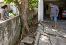 Raízes de árvore em muro causam conflito entre vizinhos e levantam piso de garagem