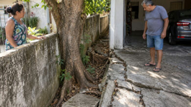 Raízes de árvore em muro causam conflito entre vizinhos e levantam piso de garagem