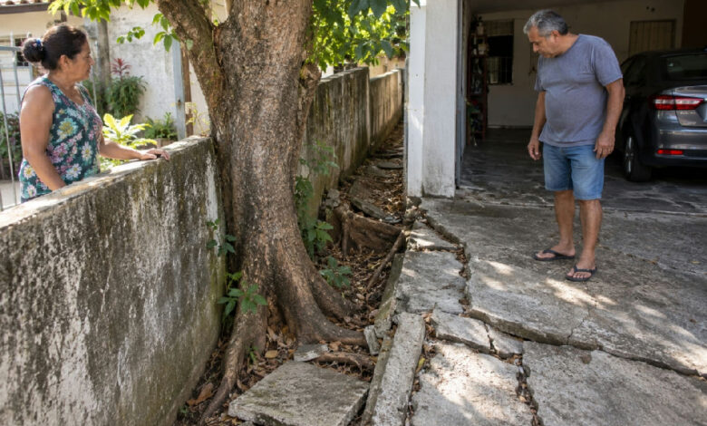 Raízes de árvore em muro causam conflito entre vizinhos e levantam piso de garagem