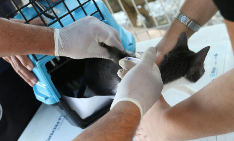 Rio de Janeiro entra em alerta após confirmação de raiva em cão na Zona Oeste