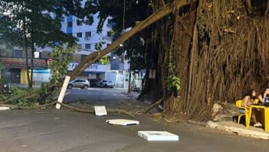 Segurança na Praça da Cirrose é reforçada após queda de galho de gameleira em Goiânia