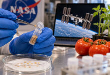 Sementes de tomate que orbitaram a Terra por seis anos viram experimento científico global