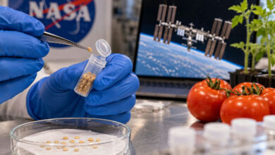 Sementes de tomate que orbitaram a Terra por seis anos viram experimento científico global