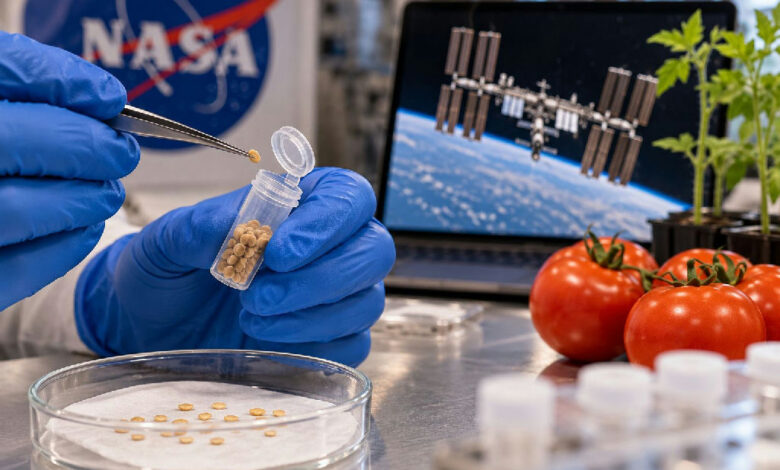 Sementes de tomate que orbitaram a Terra por seis anos viram experimento científico global