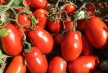 Silvânia se consagra como a maior produtora de tomate do Brasil