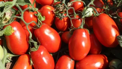 Silvânia se consagra como a maior produtora de tomate do Brasil