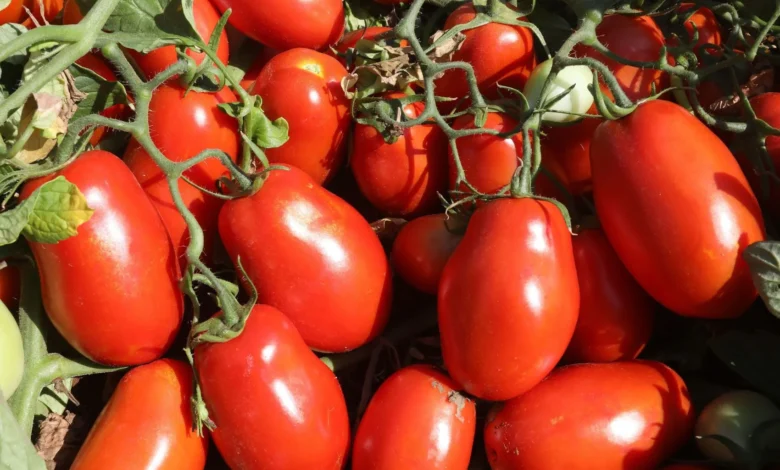 Silvânia se consagra como a maior produtora de tomate do Brasil
