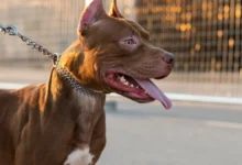 Tragédia no Paraná: criança é morta em ataque de pitbull dentro de residência