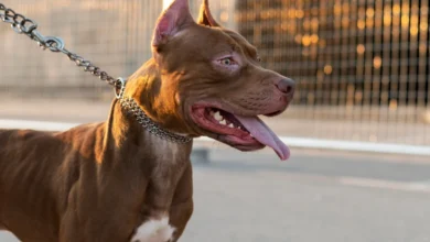 Tragédia no Paraná: criança é morta em ataque de pitbull dentro de residência