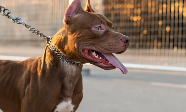 Tragédia no Paraná: criança é morta em ataque de pitbull dentro de residência