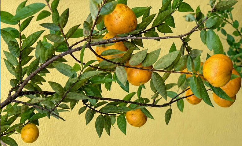 Uvaia: a fruta nativa de sabor agridoce que pode substituir a mangueira em quintais