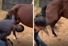Veterinária goiana é atingida por coice de cavalo em vídeo e faz alerta sobre manejo