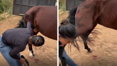 Veterinária goiana é atingida por coice de cavalo em vídeo e faz alerta sobre manejo