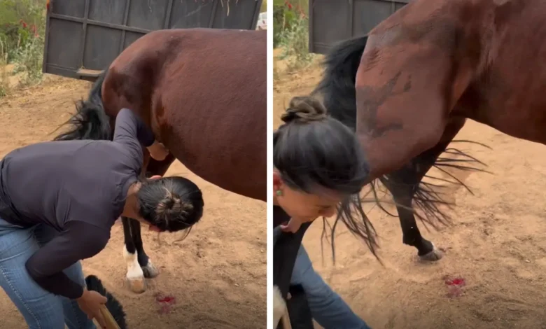 Veterinária goiana é atingida por coice de cavalo em vídeo e faz alerta sobre manejo