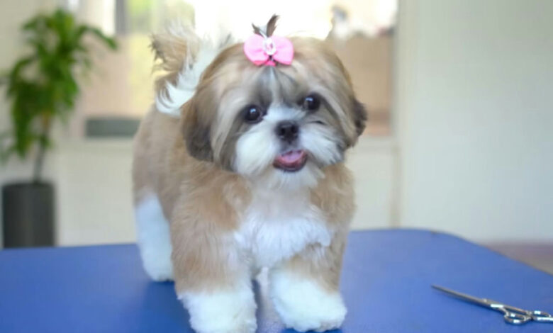 Veterinários indicam 5 raças de cães perfeitas para viver em apartamentos com bem-estar