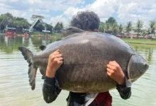 Adolescente de 13 anos fisga peixe de 31,5 kg em pesqueiro de Goiás