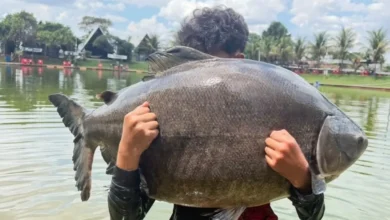 Adolescente de 13 anos fisga peixe de 31,5 kg em pesqueiro de Goiás