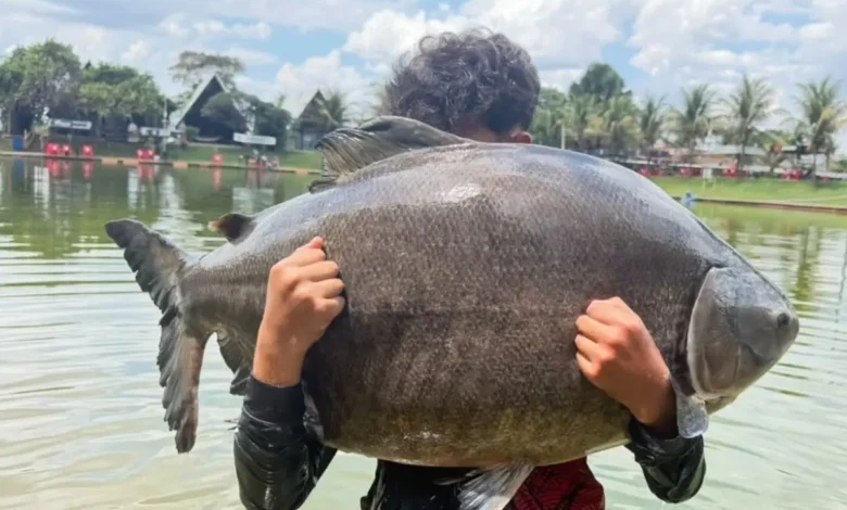 Adolescente de 13 anos fisga peixe de 31,5 kg em pesqueiro de Goiás