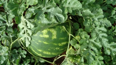 Britânia recebe sinal verde para exportação de melancia, melão e abóbora