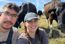 Casal de Anápolis troca rotina em Goiás por trabalho em fazenda na Irlanda