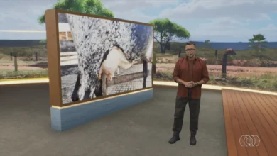 Chegada das chuvas e novidades no campo marcam edição do Jornal do campo