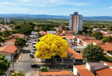 Como plantar ipê-amarelo-cascudo perto de casa para refrescar no verão