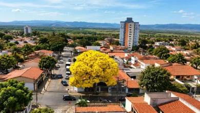 Como plantar ipê-amarelo-cascudo perto de casa para refrescar no verão